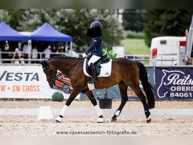 German Riding Pony Gelding 14 years 13,2 hh Bay-Dark in Fürstenzell