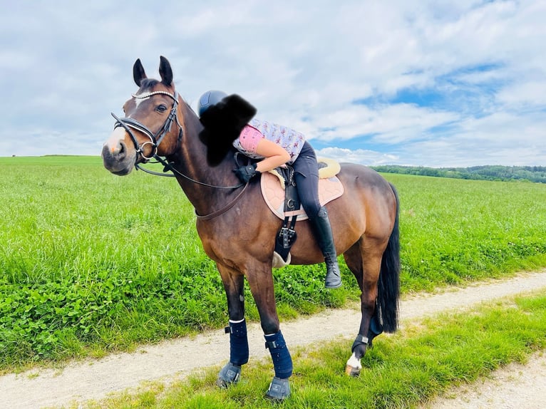 German Riding Pony Gelding 14 years 13,2 hh Bay-Dark in Fürstenzell