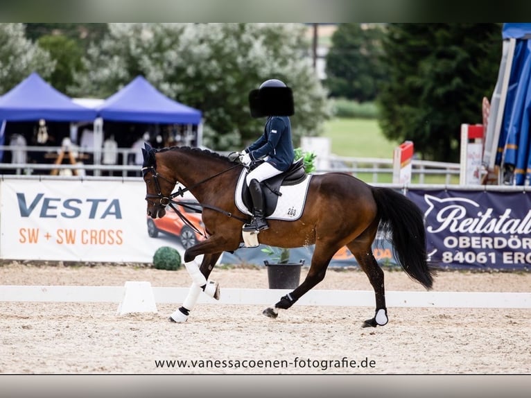 German Riding Pony Gelding 14 years 13,2 hh Bay-Dark in Fürstenzell