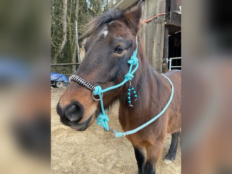 German Riding Pony Gelding 14 years 13 hh Bay-Dark in Rohrbach - Ossenzhausen