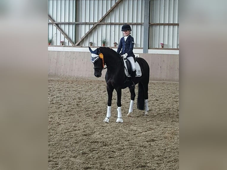 German Riding Pony Gelding 14 years 14,1 hh Black in Ganderkesee