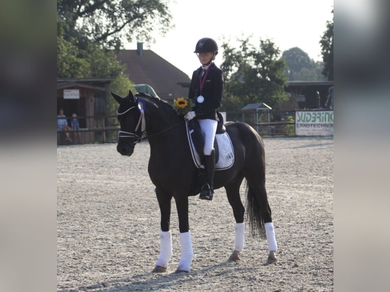 German Riding Pony Gelding 14 years 14,1 hh Black in Ganderkesee