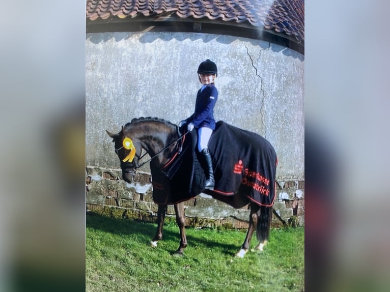 German Riding Pony Gelding 14 years 14,1 hh Black in Ganderkesee