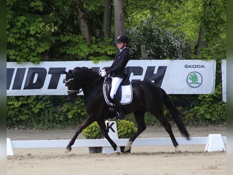 German Riding Pony Gelding 14 years 14,1 hh Black in Ganderkesee