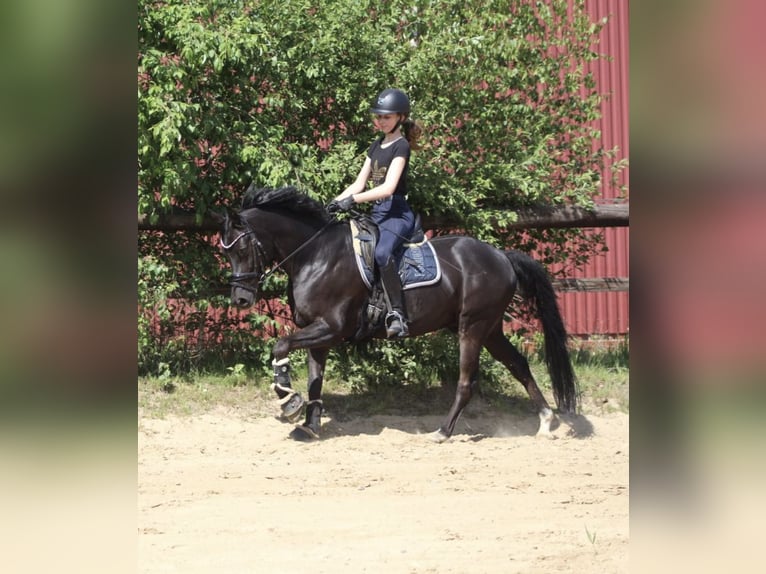 German Riding Pony Gelding 14 years 14,1 hh Black in Ganderkesee