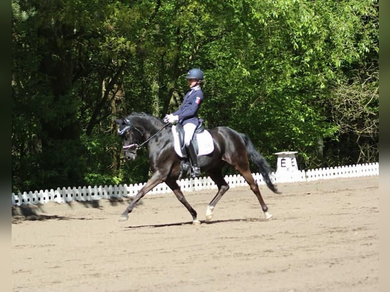 German Riding Pony Gelding 14 years 14,1 hh Black in Ganderkesee