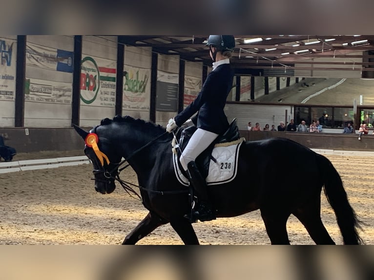 German Riding Pony Gelding 14 years 14,1 hh Black in Ganderkesee