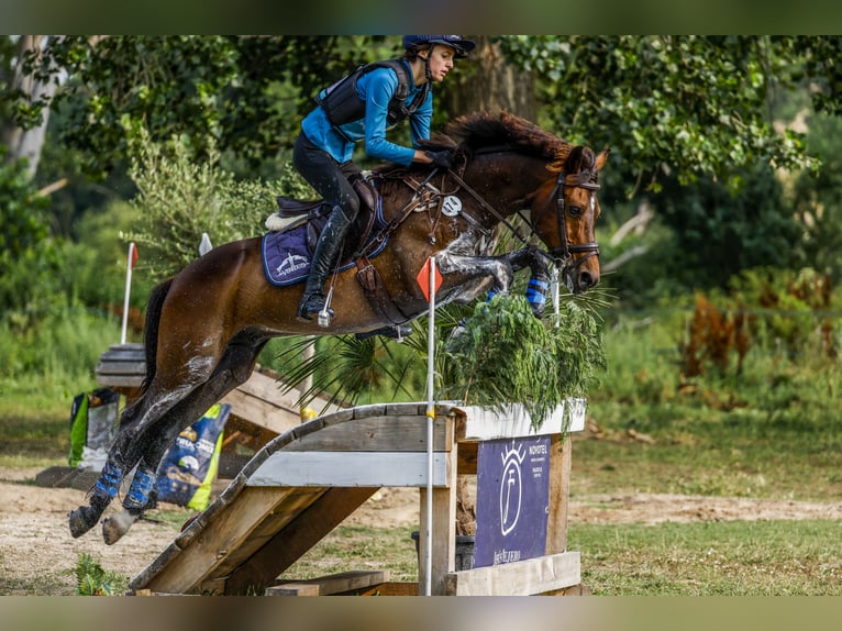 German Riding Pony Gelding 14 years 14.1 hh Brown in Valldoreix