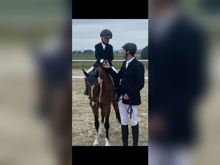 German Riding Pony Gelding 14 years 14.1 hh Brown in Springe