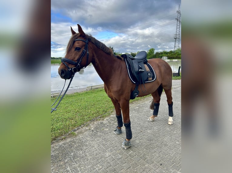 German Riding Pony Gelding 14 years 14.1 hh Chestnut-Red in Karben