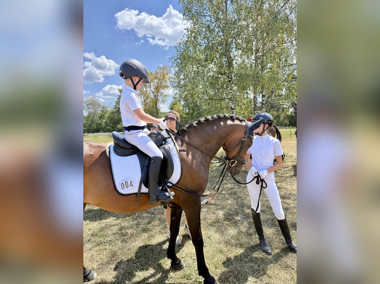 German Riding Pony Gelding 14 years 14.1 hh  in Talheim