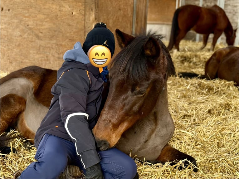 German Riding Pony Gelding 14 years 14.1 hh  in Talheim