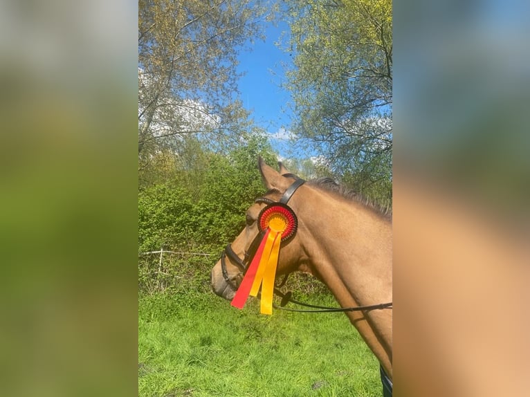German Riding Pony Gelding 14 years 14.1 hh Dun in Fröndenberg