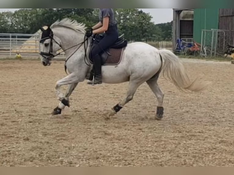 German Riding Pony Gelding 14 years 14,1 hh Gray in Berlin