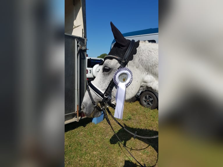 German Riding Pony Gelding 14 years 14,1 hh Gray in Berlin