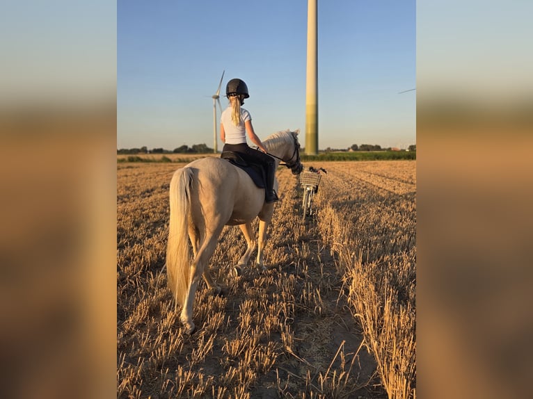 German Riding Pony Gelding 14 years 14.1 hh Palomino in Neufeld