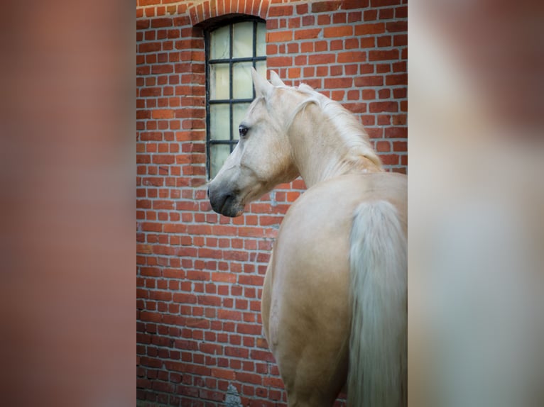 German Riding Pony Gelding 14 years 14.1 hh Palomino in Neufeld