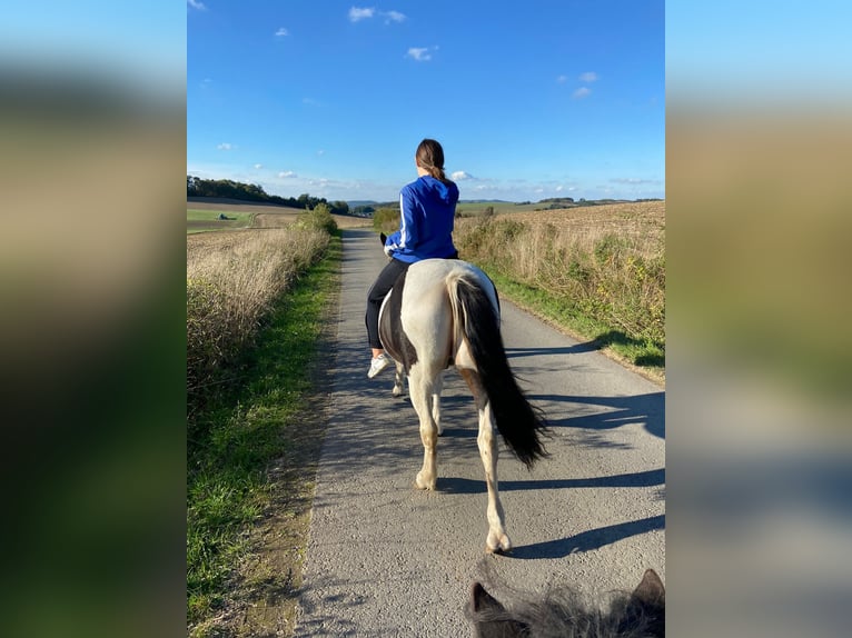 German Riding Pony Mix Gelding 14 years 14,1 hh Pinto in Neuenrade