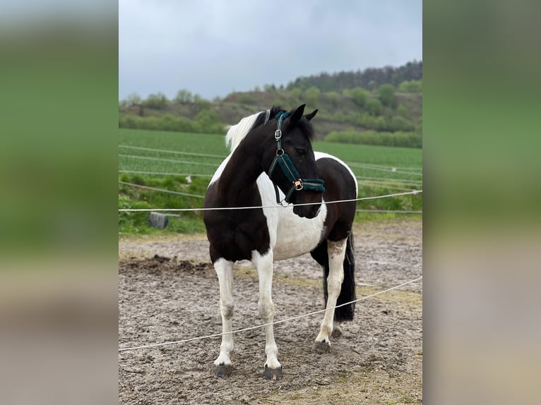 German Riding Pony Mix Gelding 14 years 14,1 hh Pinto in Neuenrade