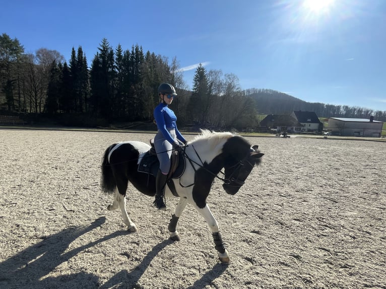 German Riding Pony Mix Gelding 14 years 14,1 hh Pinto in Neuenrade