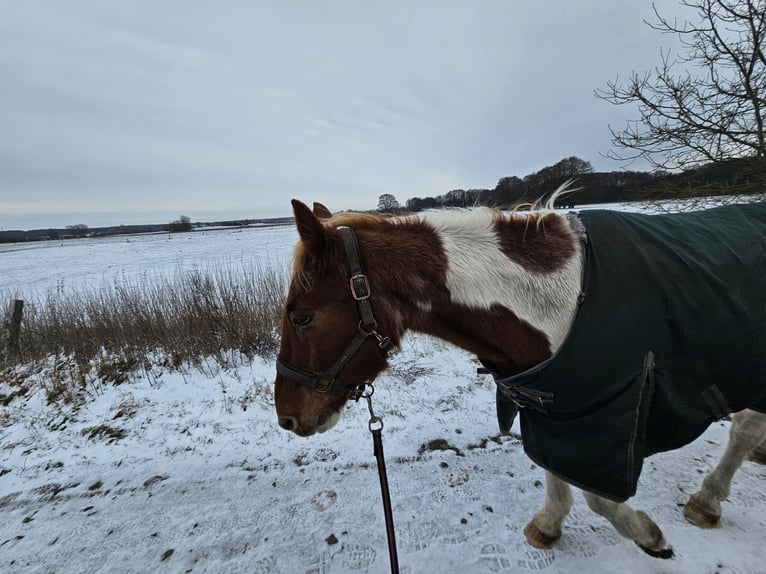 German Riding Pony Mix Gelding 14 years 14,1 hh Pinto in Neustrelitz