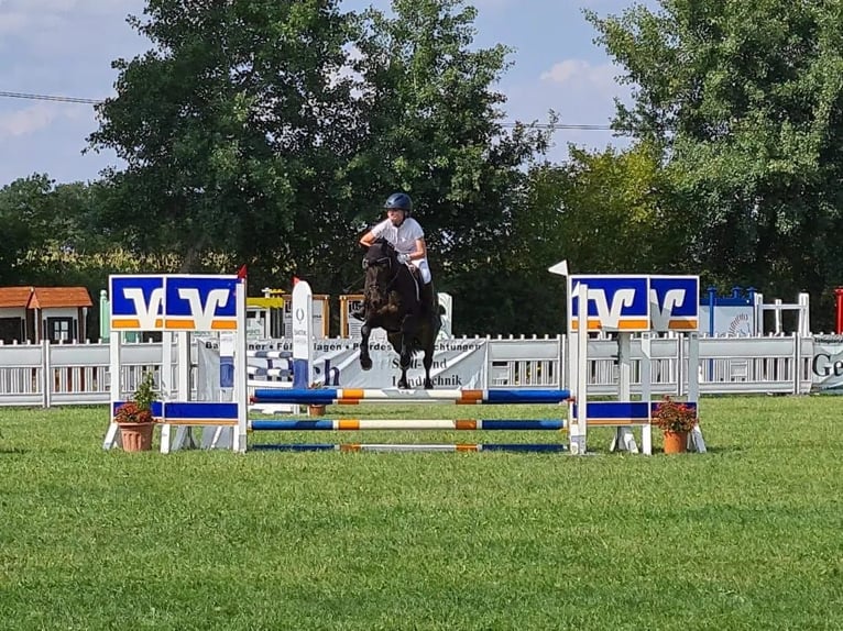 German Riding Pony Gelding 14 years 14,1 hh Smoky-Black in Warendorf