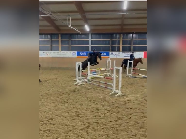 German Riding Pony Gelding 14 years 14,1 hh Smoky-Black in Warendorf