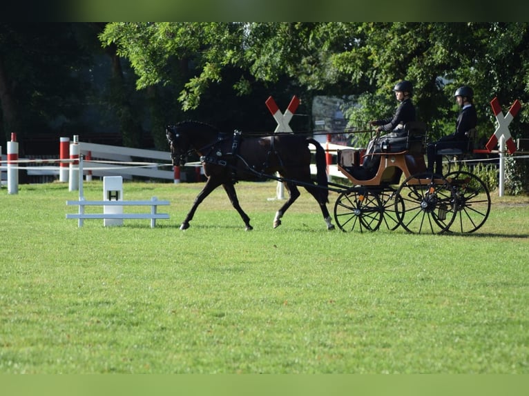 German Riding Pony Gelding 14 years 14,1 hh Smoky-Black in Warendorf