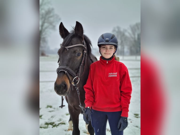 German Riding Pony Gelding 14 years 14,1 hh Smoky-Black in Warendorf