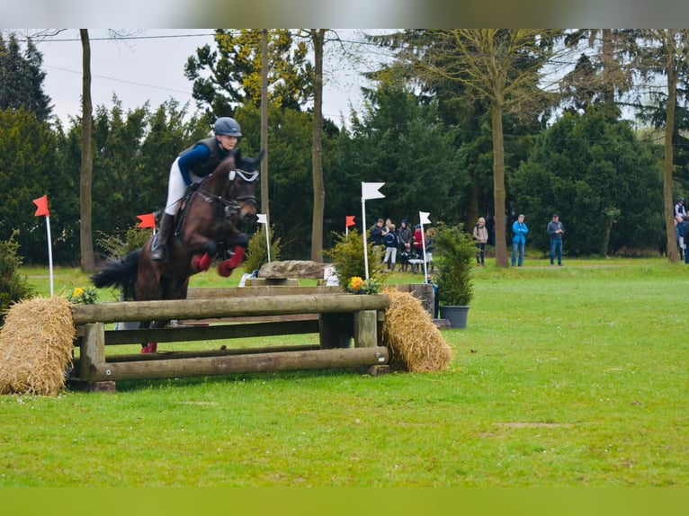 German Riding Pony Gelding 14 years 14,1 hh Smoky-Black in Warendorf