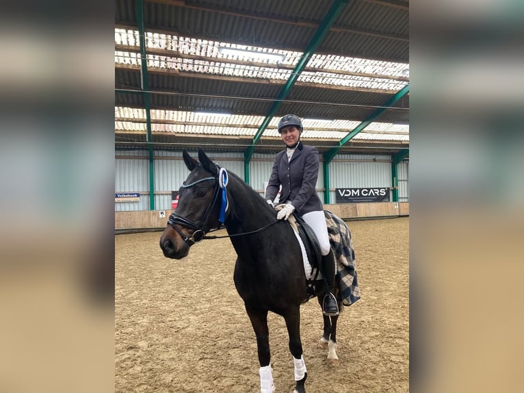 German Riding Pony Gelding 14 years 14,2 hh Bay-Dark in Emsbüren