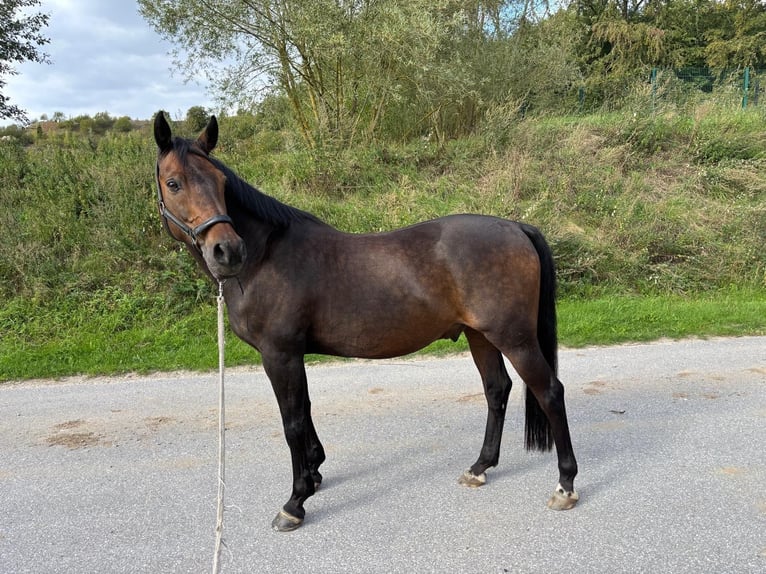 German Riding Pony Gelding 14 years 14.2 hh Bay-Dark in Balve