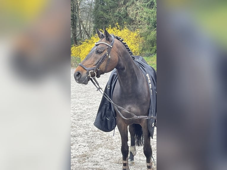 German Riding Pony Gelding 14 years 14.2 hh Bay-Dark in Balve