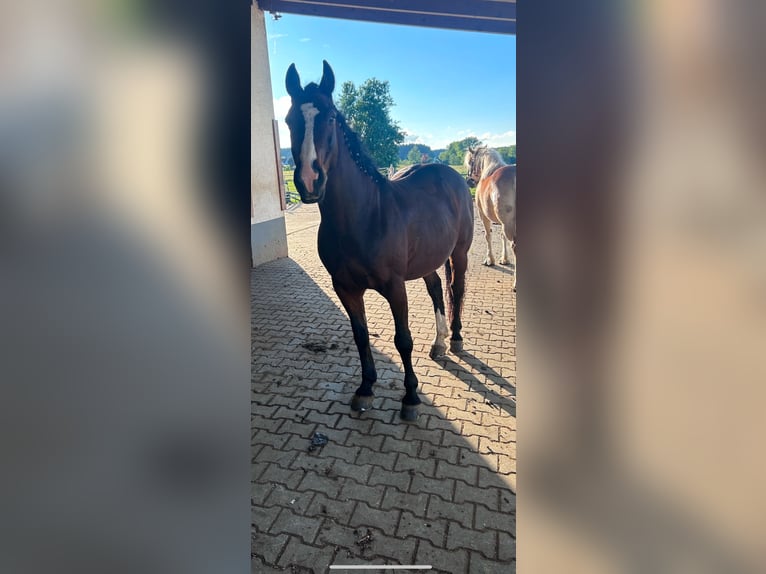 German Riding Pony Mix Gelding 14 years 14,2 hh Brown in DauchingeN