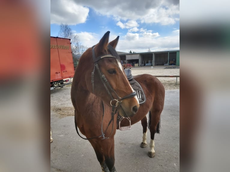 German Riding Pony Gelding 14 years 14,2 hh Brown in Hohenerxleben