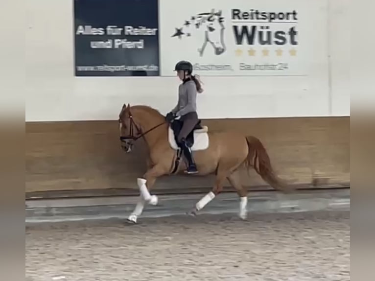 German Riding Pony Gelding 14 years 14,2 hh Chestnut-Red in Großostheim