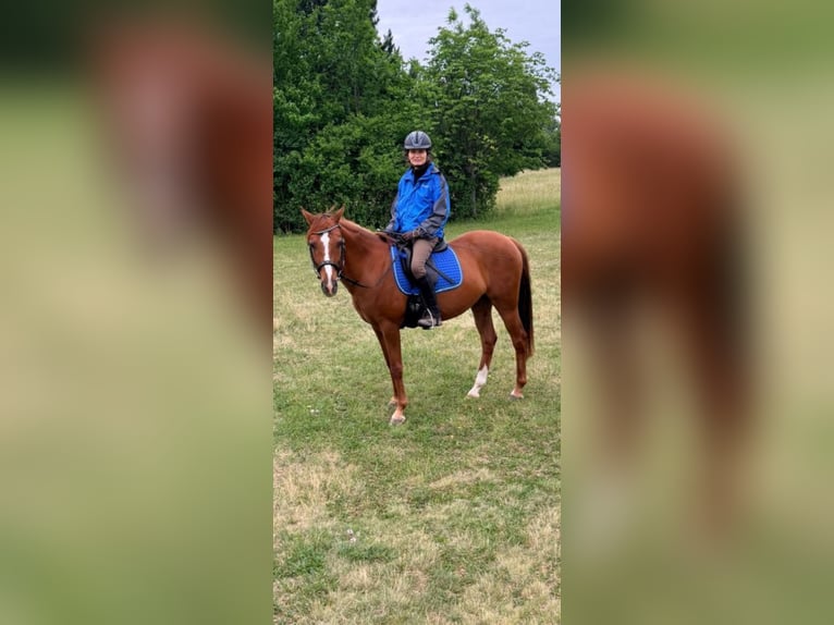 German Riding Pony Gelding 14 years 14.2 hh Chestnut-Red in Kottingbrunn