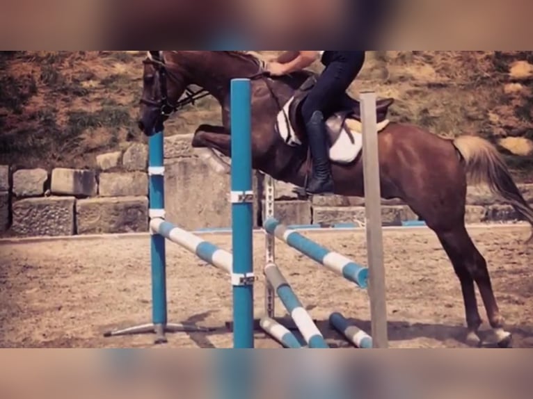 German Riding Pony Gelding 14 years 14,2 hh Chestnut-Red in Ehingen an der Donau