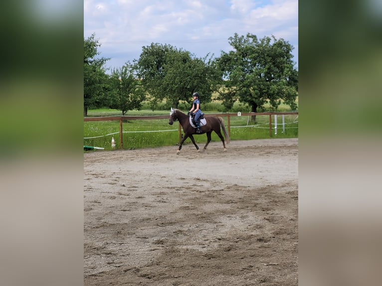 German Riding Pony Gelding 14 years 14,2 hh Chestnut-Red in Ehingen an der Donau