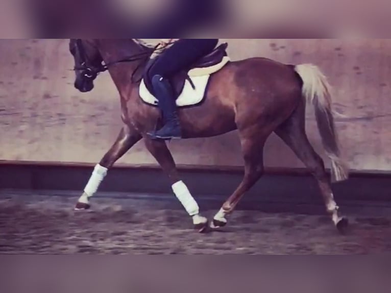 German Riding Pony Gelding 14 years 14,2 hh Chestnut-Red in Ehingen an der Donau