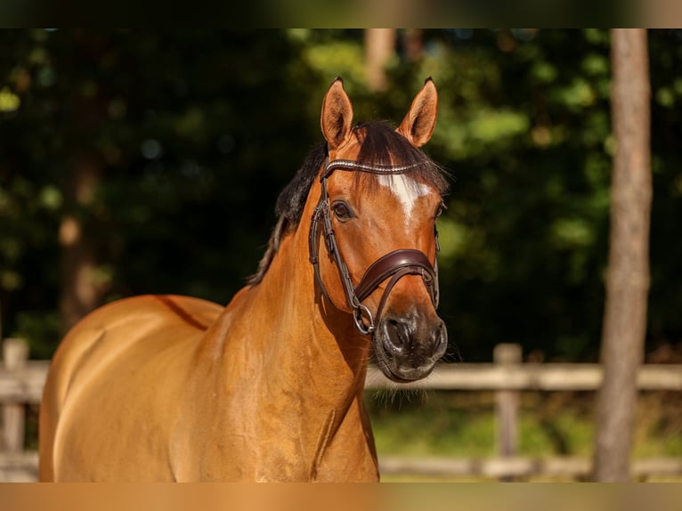 German Riding Pony Gelding 14 years 14.2 hh Dun in Brietlingen