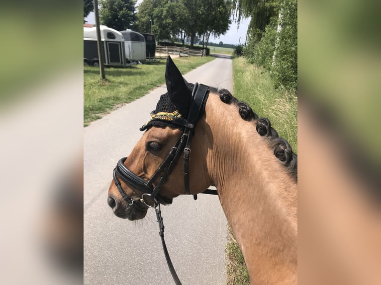 German Riding Pony Gelding 14 years 14.2 hh Dun in Bad Essen