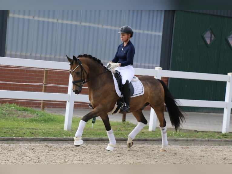 German Riding Pony Gelding 14 years 14,2 hh Dun in Recke, bei Osnabrück