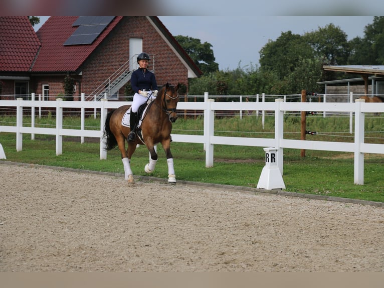 German Riding Pony Gelding 14 years 14,2 hh Dun in Recke, bei Osnabrück