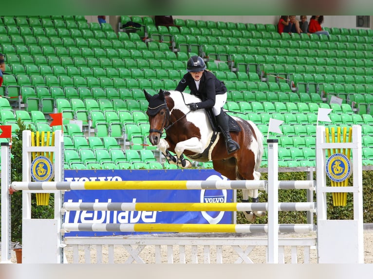 German Riding Pony Gelding 14 years 14,2 hh Pinto in Berlin