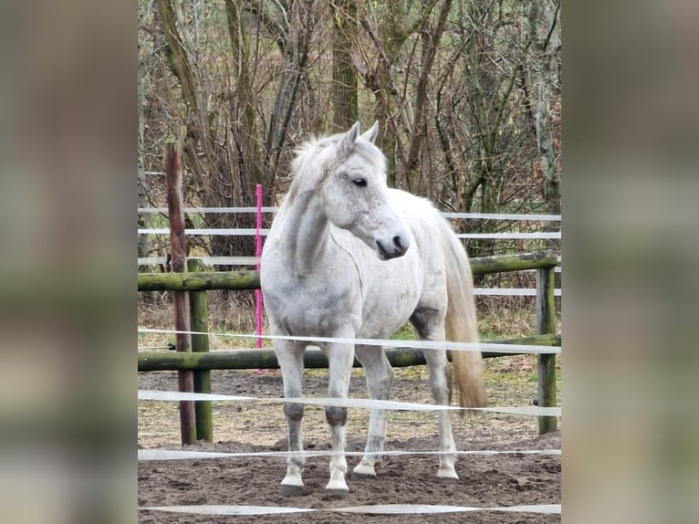 German Riding Pony Gelding 14 years 14,3 hh Gray-Fleabitten in Schwanewede