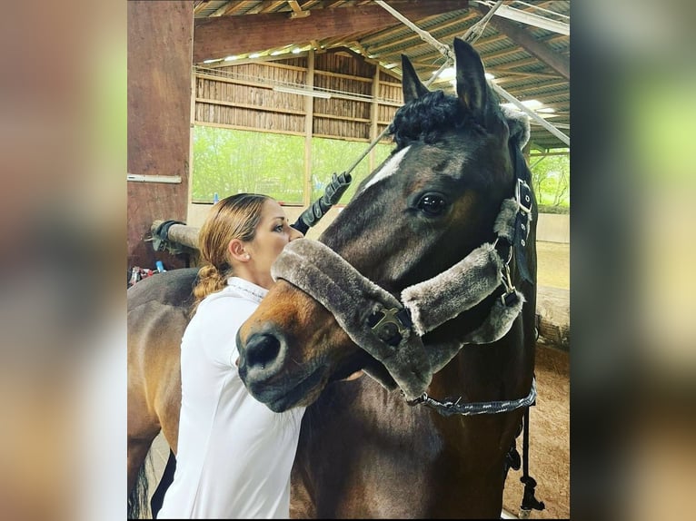 German Riding Pony Gelding 14 years 14 hh Brown in Waldbröl
