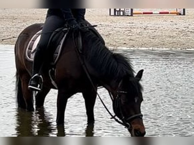 German Riding Pony Gelding 14 years 14 hh Brown in Waldbröl