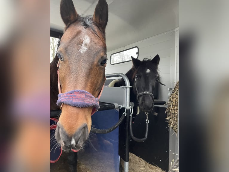 German Riding Pony Mix Gelding 14 years 14 hh Brown in Schmallenberg