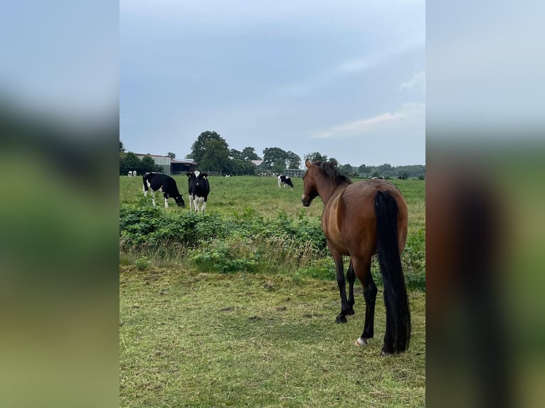 German Riding Pony Gelding 14 years 14,1 hh Brown in Leezdorf